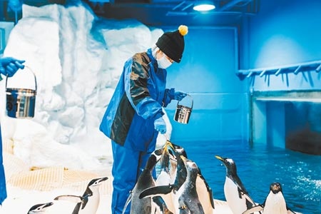 一開賣必秒殺的「我與企鵝的0.1毫米」照護體驗活動，因疫情暫緩逾半年後，屏東海生館宣布將於明年2月回歸，遊客16日起可預購。（謝佳潾攝）