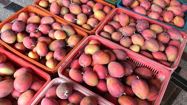 經農委會提送調查報告後,紐國認可我國輸出芒果作業程序,同意恢復芒果輸入,目前紐國正在進行法制程序,可望於下週完成並重新開放我國芒果輸紐。芒果示意圖。圖/聯合報資料照片