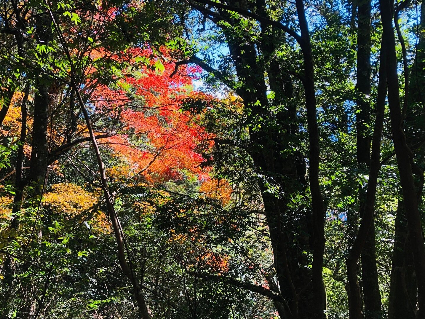 每到秋天，霞喀羅古道都吸引了許多賞楓民眾。圖／好房網News記者唐主桂攝影