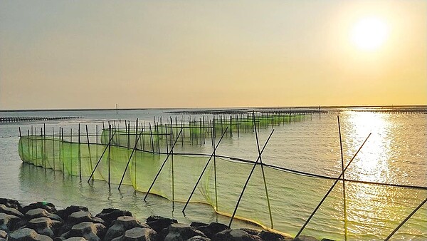 正值捕抓鰻苗季節,全台捕獲量持續低迷,嘉義地區甚至不到60尾,但鰻苗價格卻反差,維持在一尾50至60元中等行情。(嘉義縣政府提供/呂妍庭嘉義傳真)