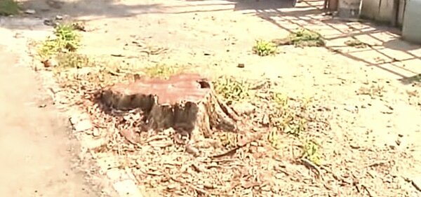 彰化縣陳姓建設公司老闆因鄰居的老龍眼樹影響其新建住宅前的道路通行,竟在未告知鄰居地主,就私自委請清潔隊將老樹砍掉只剩樹頭,地主氣得提告求償。圖/民眾提供