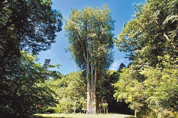 雪山神木胸徑約4米、樹高50公尺，樹齡約1400年，是大雪山國家森林遊樂區的重要地標。圖／東勢林管處提供
