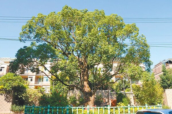 桃園市農業局提供地價稅補助鼓勵地主主動提報老樹並維護。(農業局提供/呂筱蟬桃園傳真)