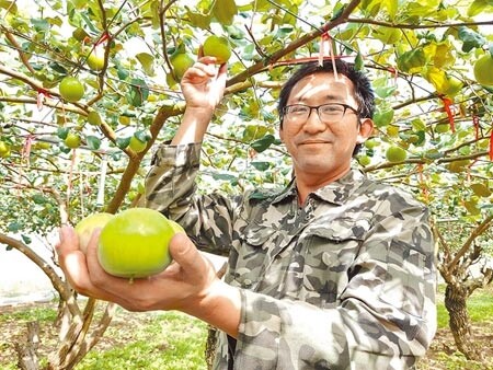 台南棗子上市，楠西區農友邱晉崑栽種雪蜜蜜棗，開花期早又躲過豪雨，現已開始採收。（劉秀芬攝）