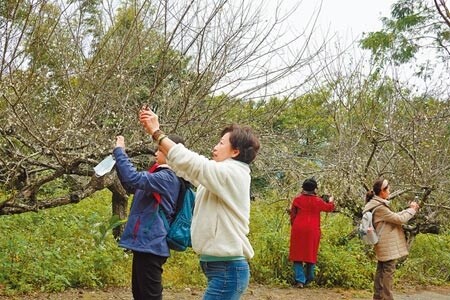 台東縣延平鄉鸞山部落梅花開花近5成，吸引許多民眾上山賞梅。（蔡旻妤攝）