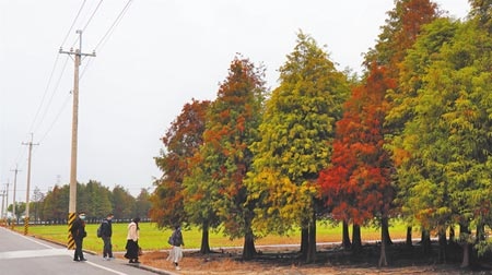 台南六甲區菁埔埤旁的千餘棵落羽松，部分呈現黃、綠、紅3色漸層美景，周末假日吸引不少遊客造訪。（張毓翎攝）