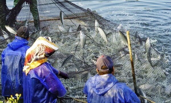 台南虱目魚收成進入尾聲，今年產地池邊價達到每台斤45元，讓漁民好過冬。圖／台南市農業局提供
