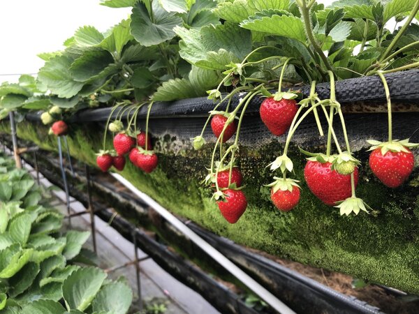 草莓今年產量減產期延，南部主產區台南善化草莓元旦開始大出，是採果好時機。記者周宗禎／攝影 