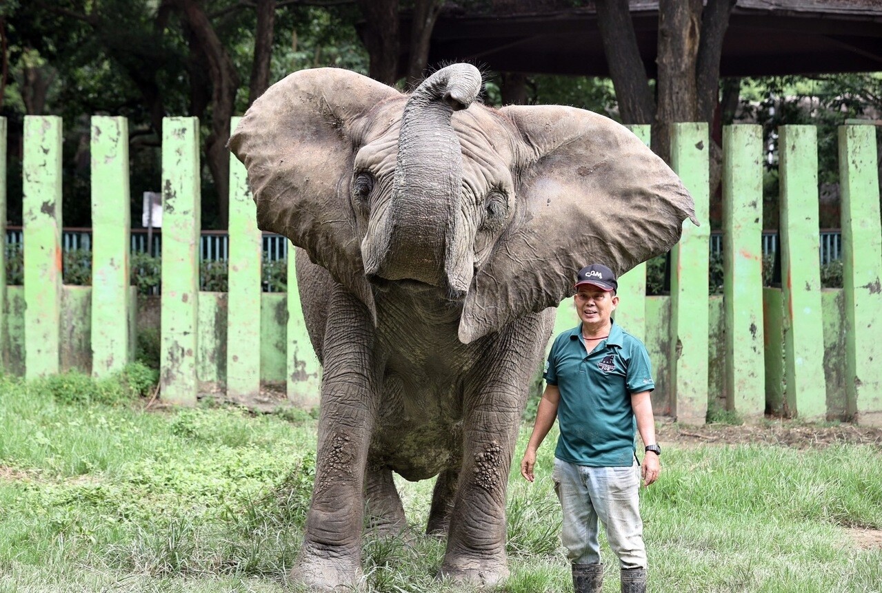 高雄市壽山動物園正啟動改建行動，非洲象「阿里」的生活環境也會有一番整理與改造。記者劉學聖／攝影 