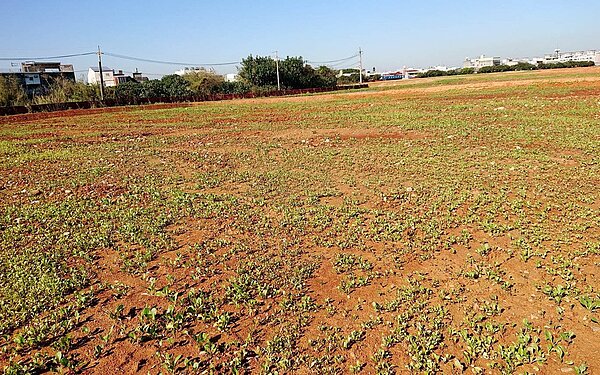 桃園市大園滲眉埤重金屬汙染場址已完成整治改善解列。記者曾增勳/翻攝