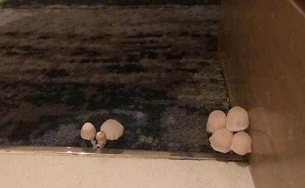 房間地毯長出菇類。圖/《好想住飯店O好康.踩雷不藏私》