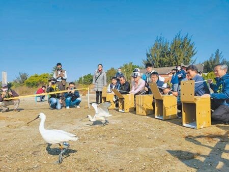 2021年最後一天,台南市長黃偉哲(右三)等人野放中毒康復的黑面琵鷺。(洪榮志攝)