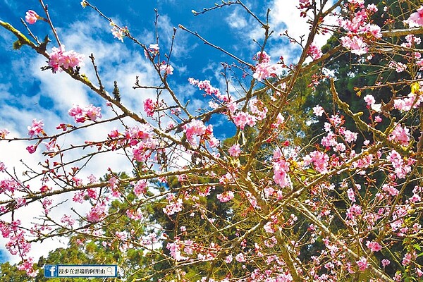 嘉義縣竹崎鄉中和村奮起湖中和國小聯外道路附近的河津櫻已經盛開。圖/黃源明提供