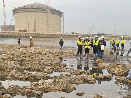 第三接收站開發面積大小,攸關藻礁生存,長期來是環保團體極為憂心的問題。(本報資料照片)