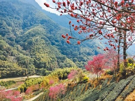 雲林縣古坑鄉草嶺石壁的櫻花海與茶園景色相互輝映,圖為去年盛況。(本報資料照片)