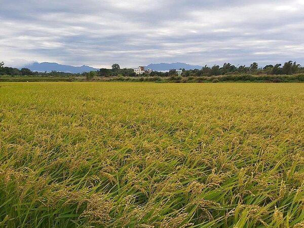桃園市政府從2018年起推動農民職業災害保險,農民每年只要自付90元就能享有保障,全市整體投保率達36.9%。記者朱冠諭/攝影