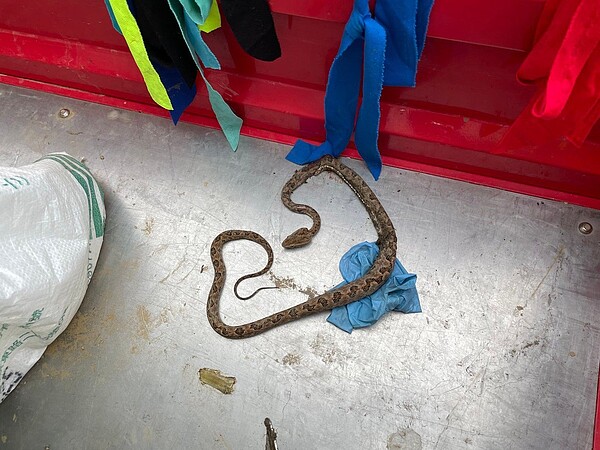 苗栗縣造橋鄉一名68歲老翁在農田工作遭蛇吻,他反擊留下證物經辨識是龜殼花,消防人員20多分鐘內將他緊急施打血清脫險。圖/苗栗縣政府消防局提供