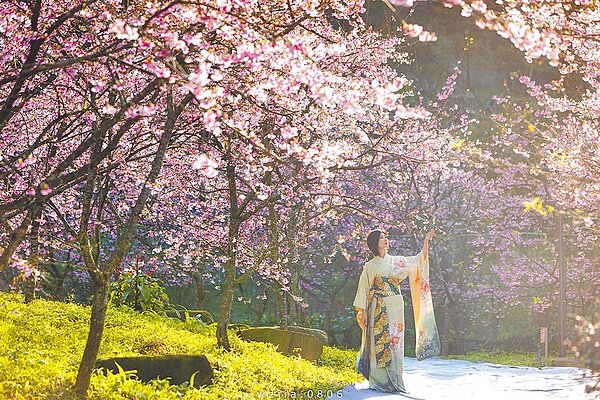 新北市三峽知名賞櫻景點大熊櫻花林近日已進入櫻花花期,預計本月20日可迎來盛開高峰,9日已有不少民眾前往賞花。圖/三峽大熊櫻花林提供