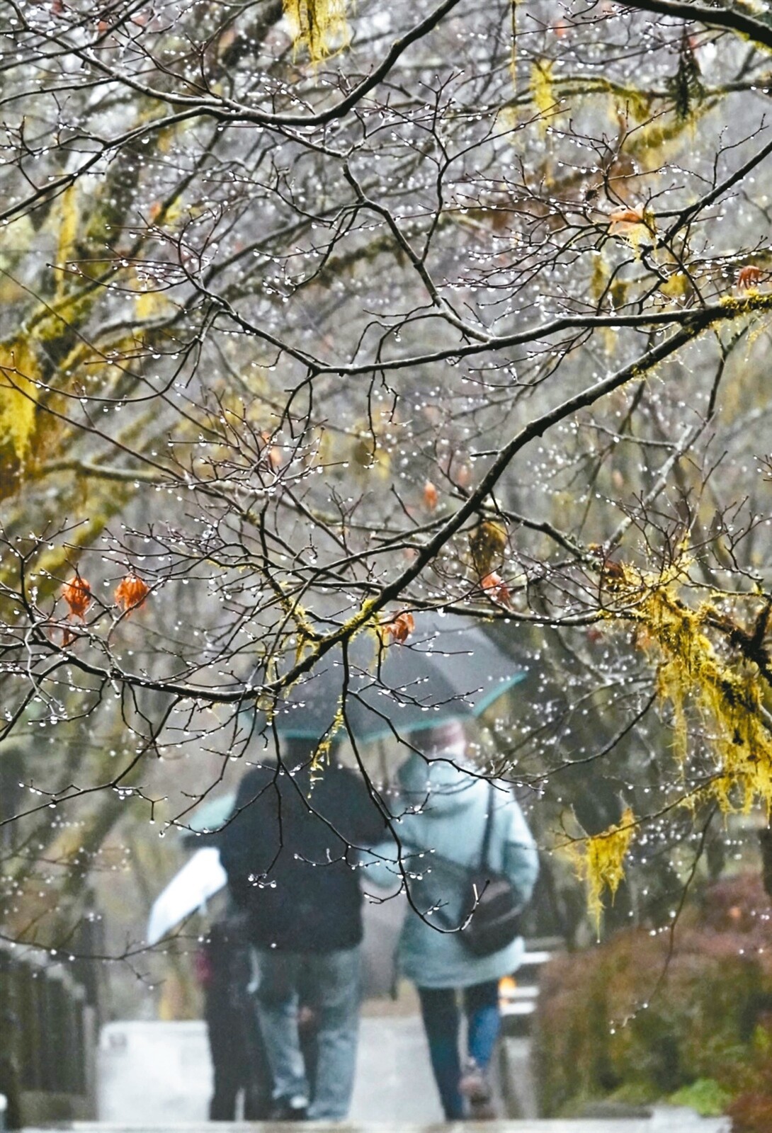 太平山水氣足，但氣溫不夠低降雪機率低。記者黃義書／攝影 