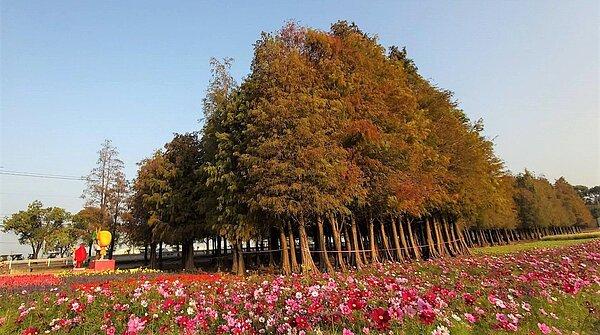 冷氣團南下，台南六甲落羽紅轉色漸美。圖／六甲區公所提供