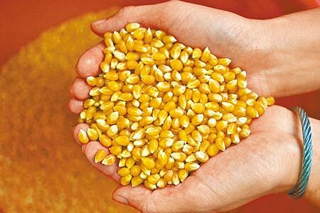 現貨玉米飆漲,苗栗縣養豬協會總幹事何桶生表示,每售一頭豬就虧700多元,沒看到的額外成本都是豬農含淚吸收。(本照資料照片)