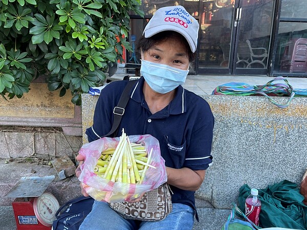 陽明山箭竹筍採筍證申請，即日起開跑。圖／新北市農業局提供