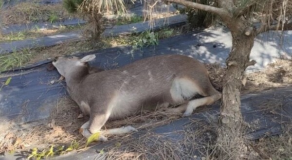 田中鎮山腳路附近樹園旁昨天發現一隻死亡水鹿，該區域近3個月內已傳出二起水鹿不明死亡案件。圖／民眾提供