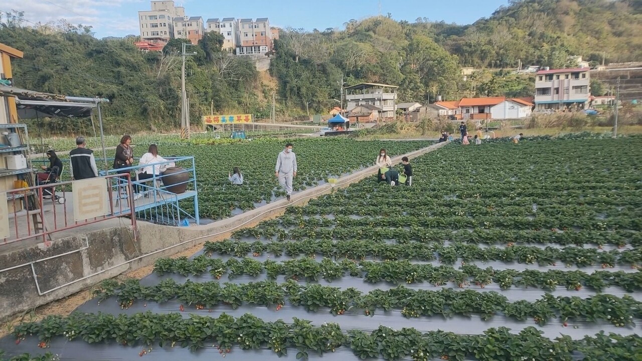 苗栗縣大湖草莓春節期間正值盛產，預判將湧入大量人車，公路總局公布台3線交通疏導措施。記者范榮達／攝影 