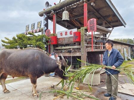 嘉義縣新港鄉頂菜園社區發展協會理事長陳明惠為呈現農村景象飼養水牛,卻遭人檢舉違反《動物展演管理辦法》。(張亦惠攝)