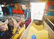 豬農哀號　再不漲等著賠錢