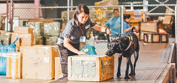 民眾黨立法委員邱臣遠昨天指出，去年查出的入境豬肉製品郵包量已較前年多出1.8倍。圖為防檢局檢疫犬查驗郵包的畫面。（防檢局提供）