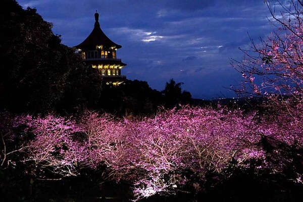 每年1月下旬至4月是淡水天元宮賞櫻季，景像美不勝收。圖／中國時報