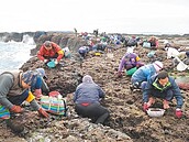 不夠冷　澎湖姑婆嶼野生紫菜　產量不如往年