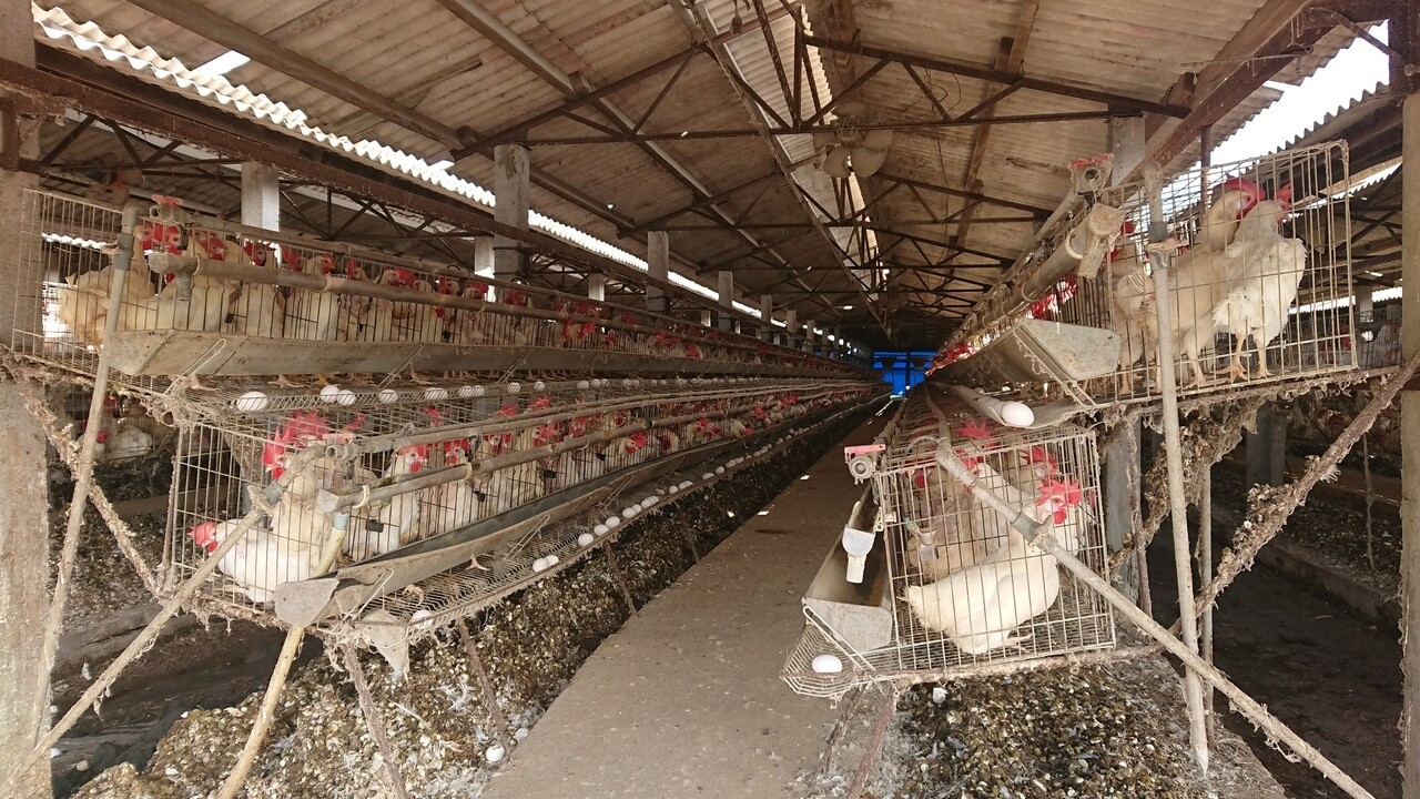 天氣冷又飼料貴，彰化縣蛋雞的數量和產蛋量都減少。記者簡慧珍／攝影 