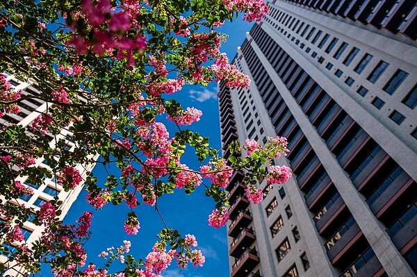 「中悦檀悦」位於國家電影文化中心第一排百坪SRC御邸。 圖/中時電子報