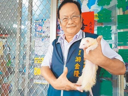 台中市北區前錦平里長游金隆,於2018年收養當時走失的雪貂「阿財」,毛茸茸超萌雪貂,累積不少「雪粉」。(本報資料照∕張妍溱台中傳真)