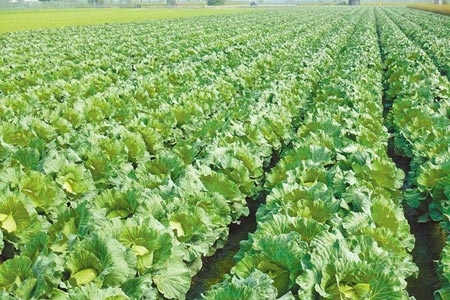 根據農糧署統計，今年2月可採收的高麗菜還有525萬株。（周麗蘭攝）