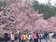 連假最後一天　武陵農場湧進近6000人賞櫻花
