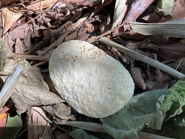 光點小火蟻。圖/台中市府提供