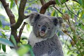 標誌性動物數量銳減！澳洲將無尾熊列為「瀕危物種」