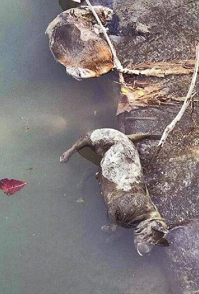 甲仙河邊被釣客發現有死亡犬隻,高雄市動保處派人到場了解,為查驗是否遭人虐待,因此將3隻犬屍體帶回動保處解剖。(翻攝照片/林雅惠傳真)