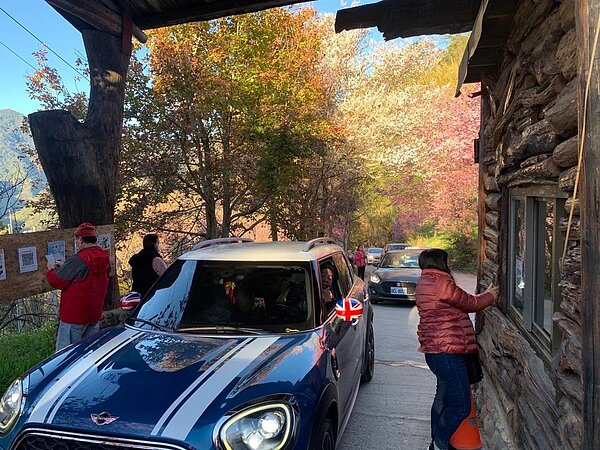 新竹縣司馬庫斯櫻花季總量管制即將實施，許多民眾趕在管制前夕上山賞櫻。圖／取自臉書Smangus司馬庫斯
