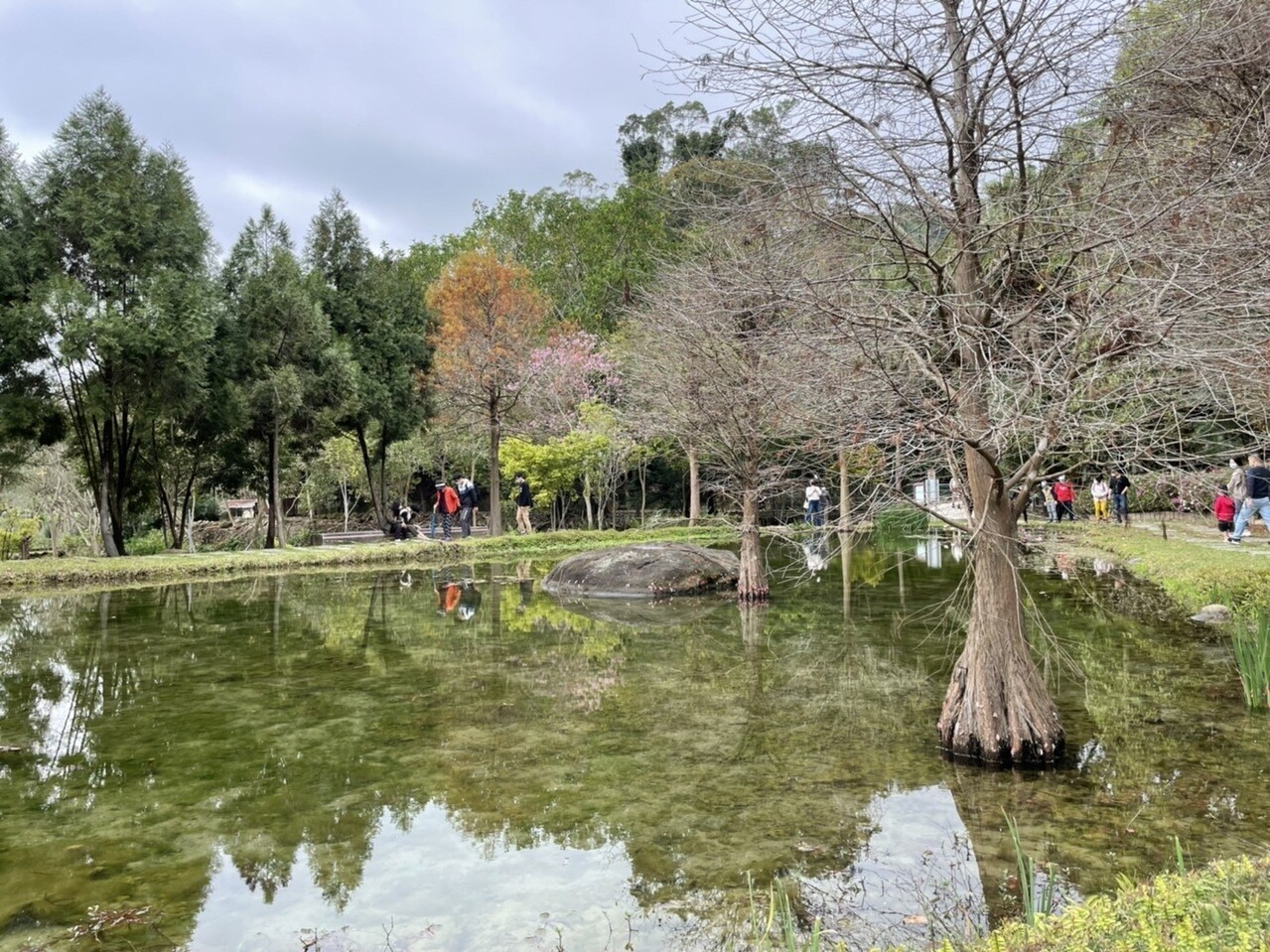 台中市建設局位在太平區酒桶山的「太平苗圃」因為有落羽松和水池，形成天然美景，近來吸引頗多民眾前往探訪此一「秘境」。記者黃寅／攝影 