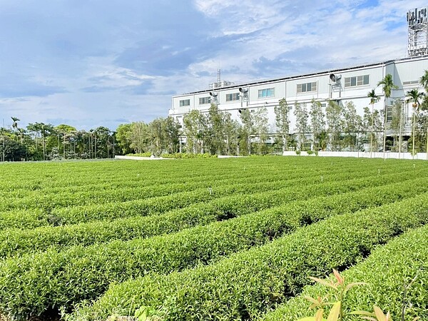 台灣茶揚名國際，南投現有大面積茶園待售。圖／台灣房屋草屯中興加盟店提供