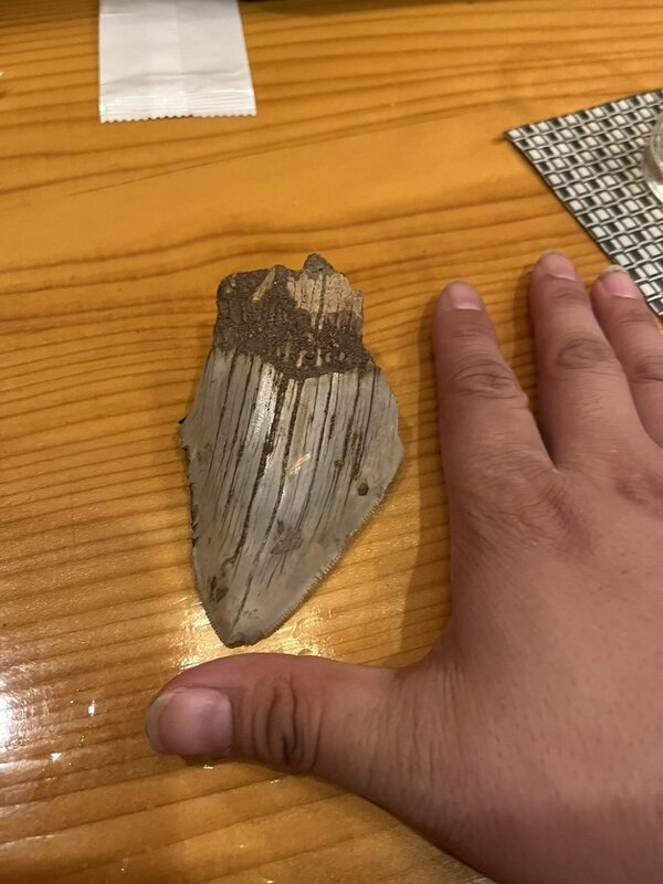 一位日本民眾在修房子時挖出一個片狀物體，專家認為很可能是已滅絕的史前生物「巨齒鯊」牙齒。圖擷取自twitter