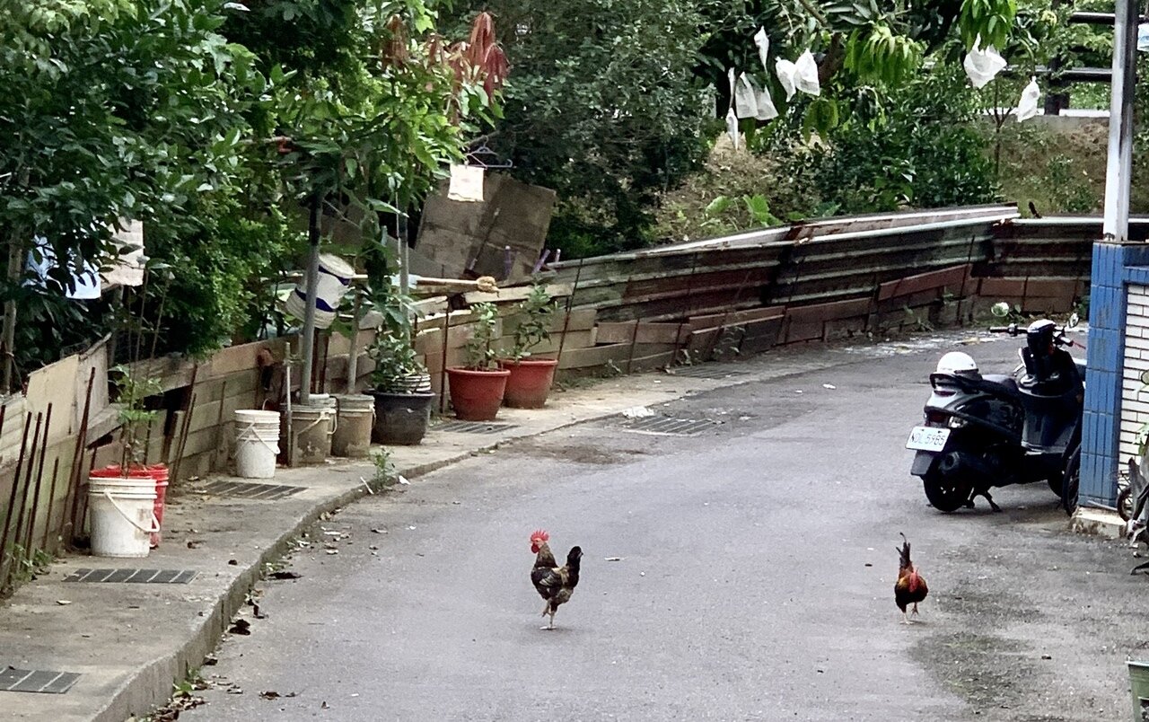 國內鬧蛋荒,但想投身畜牧產業,其實需備妥大量資金。示意圖。記者朱曼寧/攝影