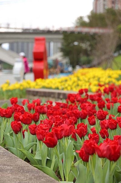 以歐風洋溢的鬱金香打造繽紛花海,充滿異國風情。圖/新北市景觀處提供