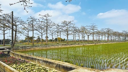 台南白河林初埤木棉花受低溫影響，花開不到1成。（張毓翎攝）
