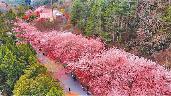 武陵農場出現壯觀櫻花流奇景,綿延長達3公里,有如捲起粉紅風暴。圖/武陵農場提供