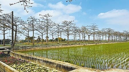 台南白河木棉花季3月5日起跑花開不到1成 好房網news 台南白河木棉花季3月5日起跑花開不到1成 好房網news